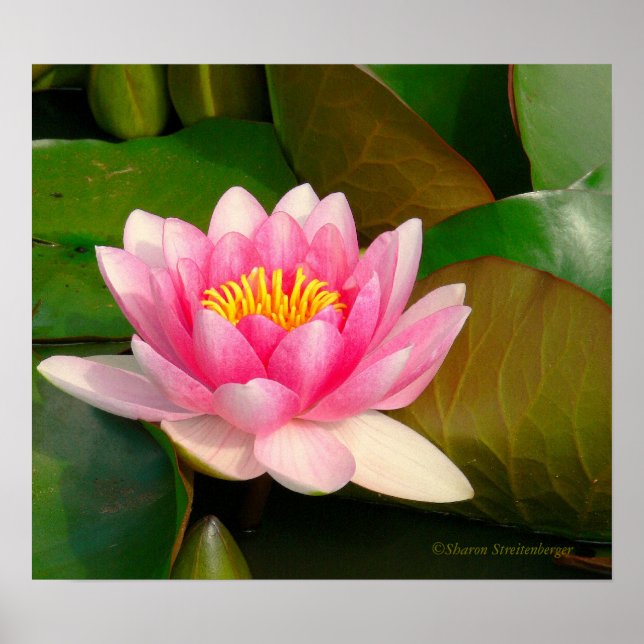 PÓSTER LOTUS BLOSSOM, PINK COM CENTRO DOURADO EM LILY PAD (Frente)