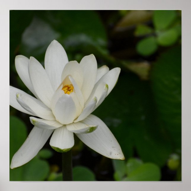 Póster Lotus Branco (Frente)