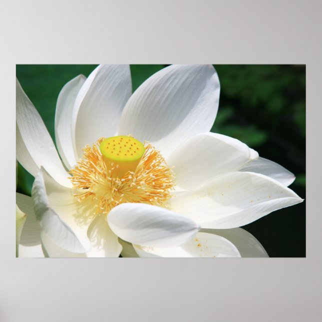 Póster Lotus Branco (Frente)