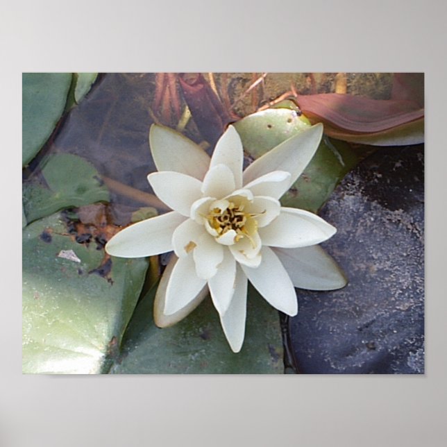 POSTER LOTUS BRANCO (Frente)