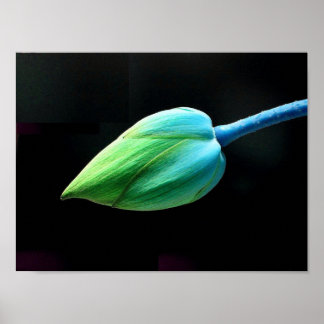 Póster Lotus Bud