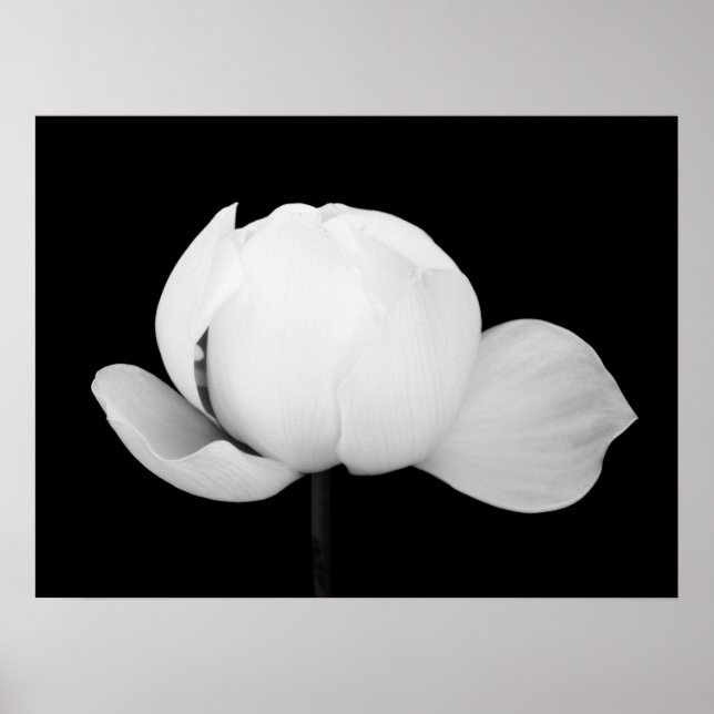 Poster Lotus Bud (Frente)