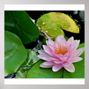 Póster Lotus cor-de-rosa