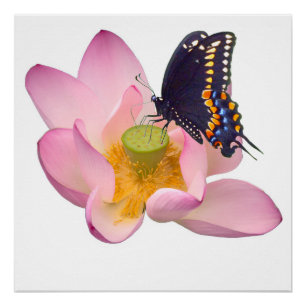 Póster Lotus e borboletas