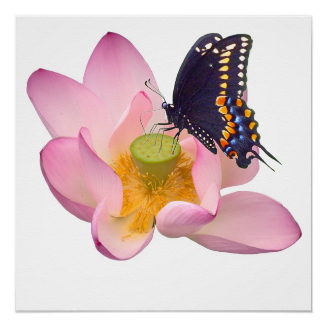 Póster Lotus e borboletas (Frente)