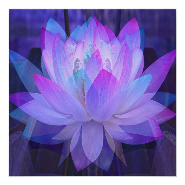 Póster Lotus em azul... (Frente)