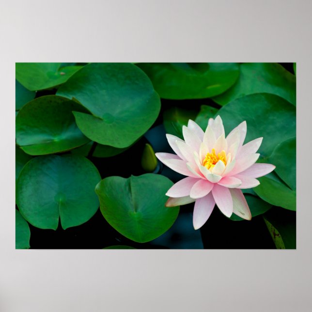 Poster Lotus Flower and Lily Pads (Frente)