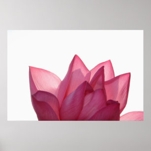 Poster Lotus flower [Nelumbio speciosum] in full