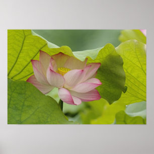 Poster Lotus flower, Nelumbo nucifera, China