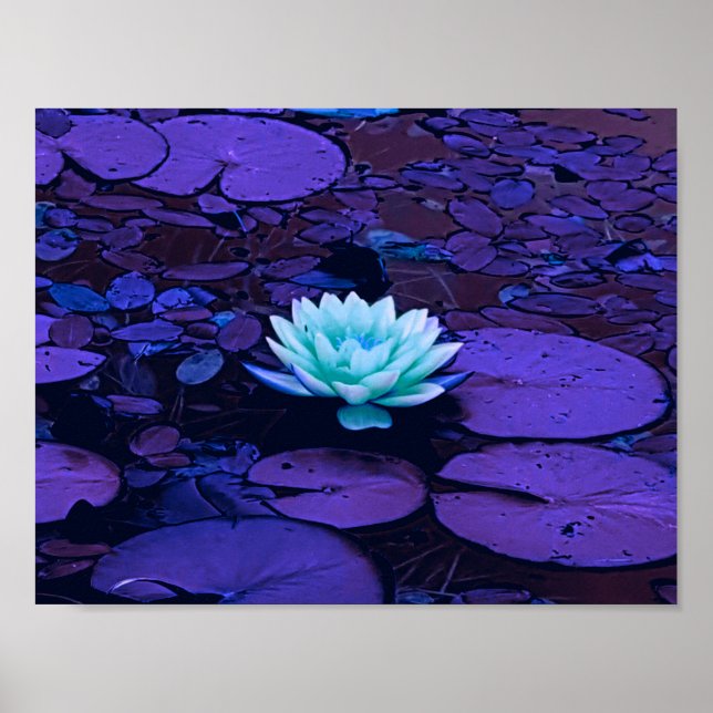Póster Lotus Flower Purple Blue Turquoise Floral Pond Zen (Frente)
