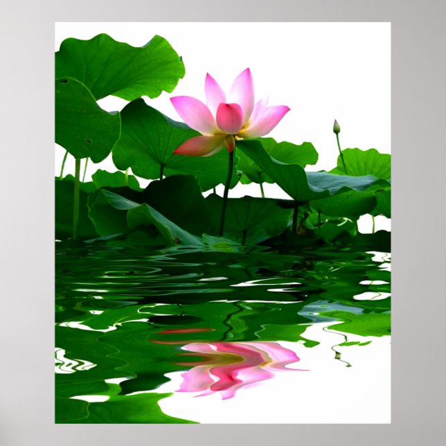 Póster Lotus green water zen tranquilidade belíssima paz (Frente)