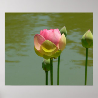 Póster Lotus in Bloom