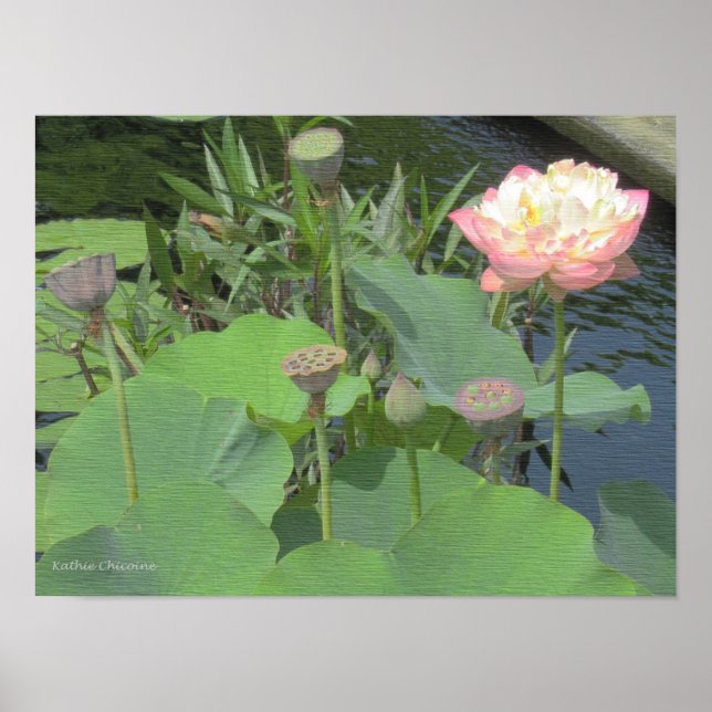 Poster Lotus no Jardim (Frente)