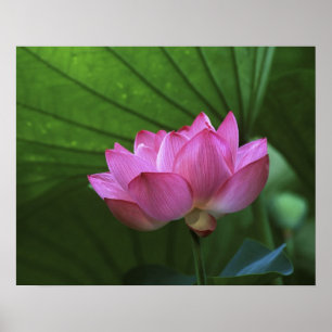 Póster Lótus Ohga, Jardim Sankei-en, Yokohama, Japão