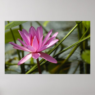 Póster Lótus rosa