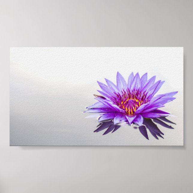 Poster Lótus Roxo Lindo,Lago,Zen (Frente)