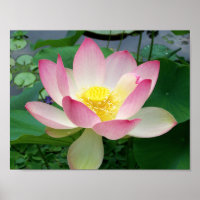 "Lotus Sagrado"
