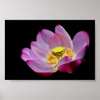 Poster Lotusblume