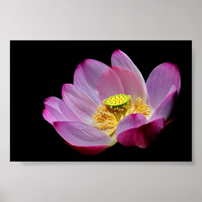 Poster Lotusblume (Frente)