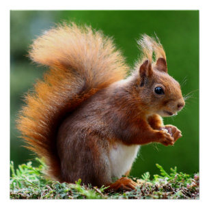 Póster "Loucos Sobre A Natureza: Whimsical Squirrel Poste