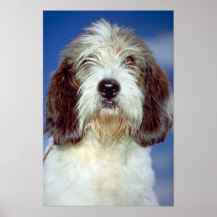Póster Louis, """" pequeno Basset Griffon de Vendeen