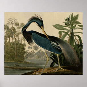 Poster Louisiana Heron