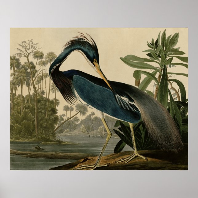 Poster Louisiana Heron (Frente)