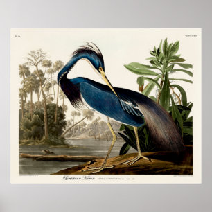 Poster Louisiana Heron, 1834, das Birds of America