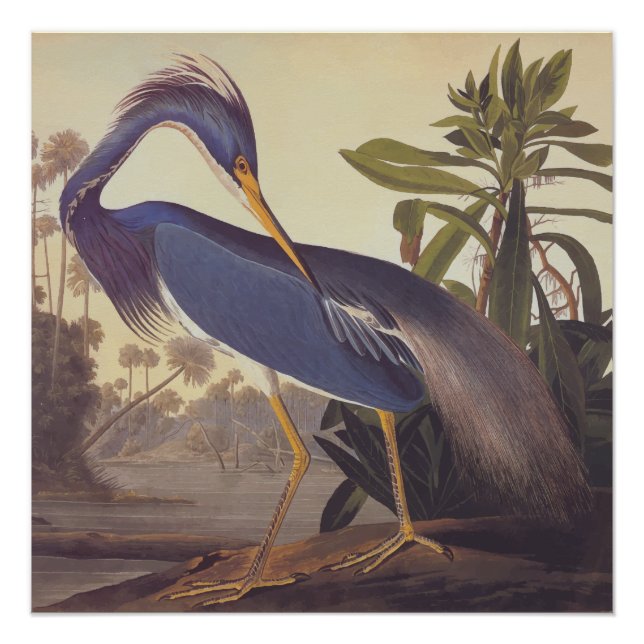 Póster Louisiana Heron Audubon Vintage Art Bookplate (Frente)