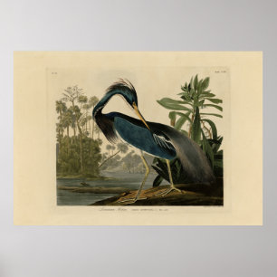 Poster Louisiana Heron - das Aves da América de Audubon