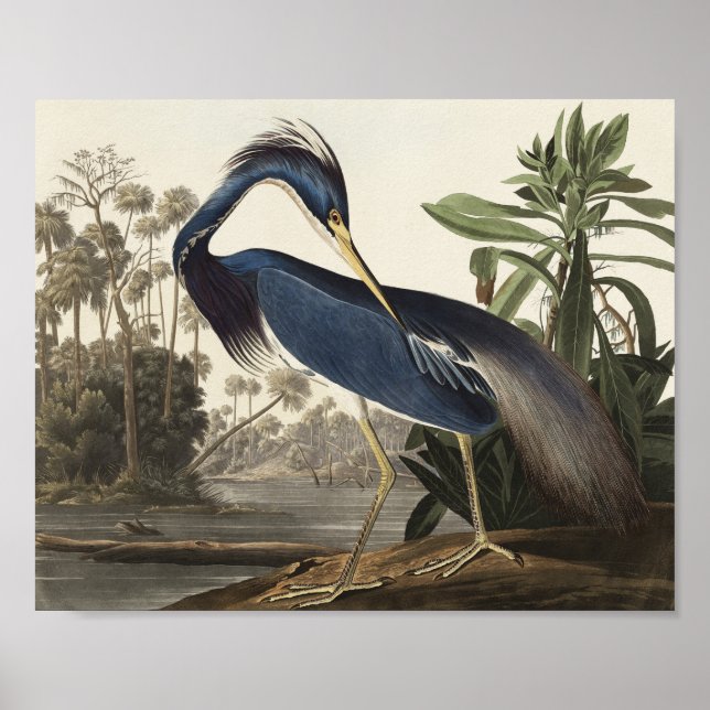 Poster Louisiana Heron de Birds da América (Frente)