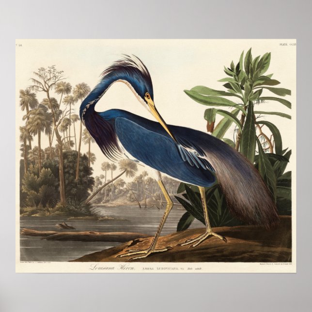 Poster Louisiana Heron from Birds of America (1827) (Frente)