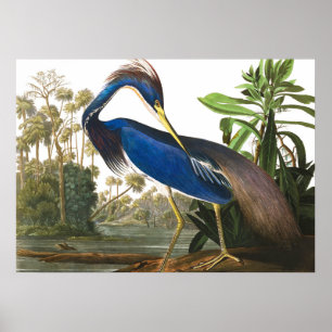 Poster Louisiana Heron por John James Audubon