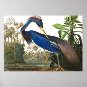 Poster Louisiana Heron por John James Audubon