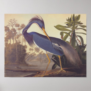 Poster Louisiana Tricolored Heron Audubon Vintage Art