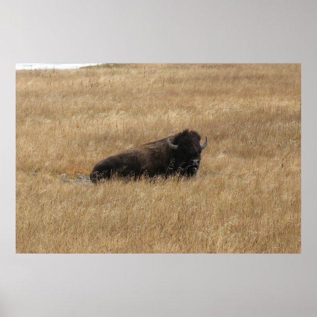 Poster Lounging Buffalo (Frente)