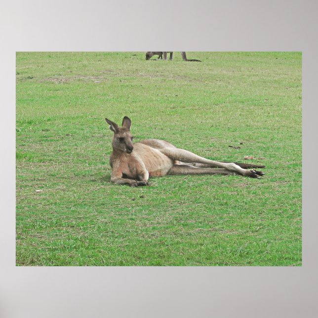 Poster Lounging Kangaroo (Frente)