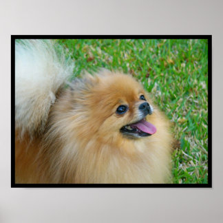 Póster Loura-branca