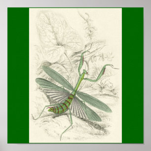 Póster Louva-a-deus Praying, louva-a-deus Religiosa