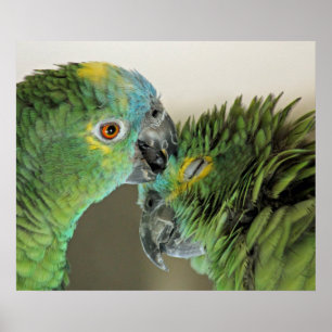Poster Love forever - cute parrots