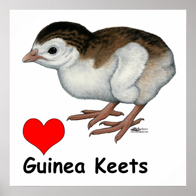 Poster Love Guiné Keets (Frente)
