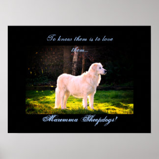 Poster Love Maremma sheepdog II