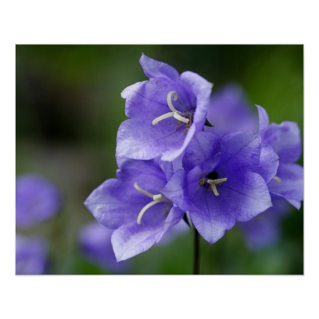 Póster Lovely Bellflower Campanula (Frente)