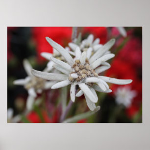 Poster Lovely Edelweiss Leontopodium nivale
