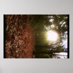 Póster Lower Woodland