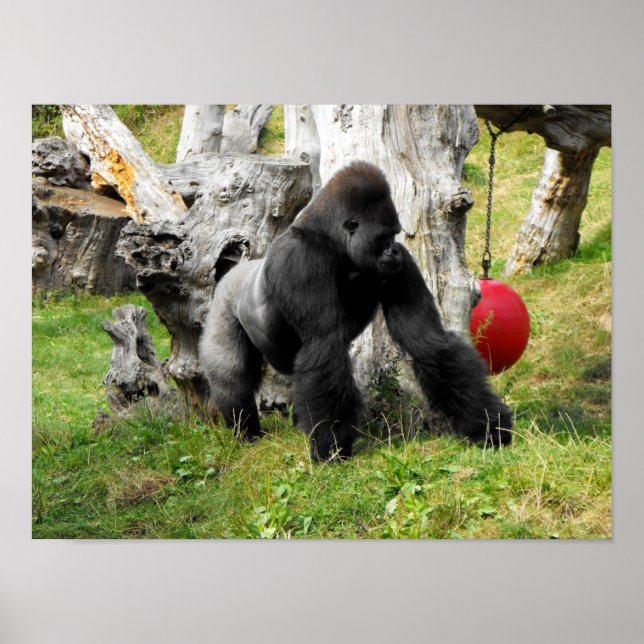Poster Lowland silverback gorilla (Frente)