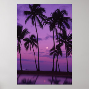 Póster Lua e palmeira