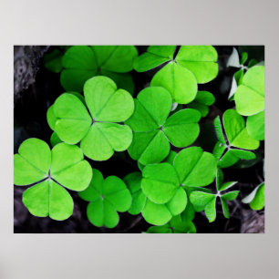 Póster Lucky Clovers