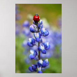 Poster Lucky Lady Bugs