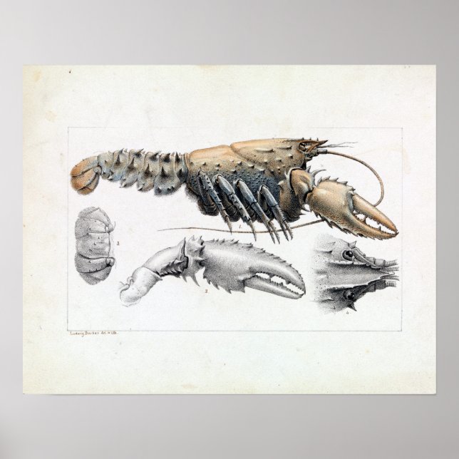 Poster Ludwig Becker Murray Spiny Crayfish (Frente)